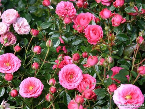 Buy Amulett ® Floribunda Rose Agel Rosen
