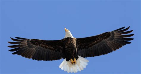 Similarly, how big is a bald eagle? I Know Who You Are | My Jewish Learning