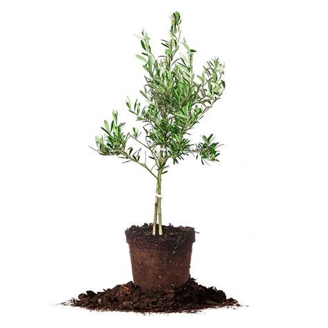 Plant the olive tree in the largest pot you can find and make sure it has good drainage. Arbequina Olive Tree, Live Plant, Size: 2-3 ft. | eBay
