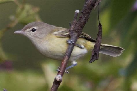 Rare bird alert: A Bell’s vireo is attracting crowds to the National