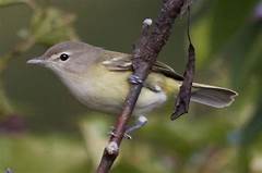 Rare Bird Uncover The Prevalence Of March 17th Birthdays