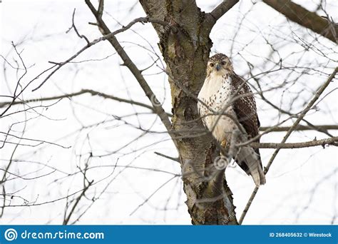 Beautiful Shot Of A Red Tailed Hawk Perched On A Snowy Tree Branch