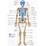 Skeletal System  BODY SYSTEMS