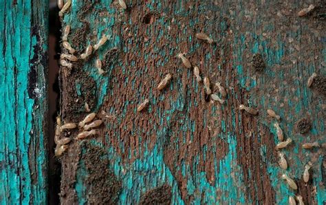 How To Identify And Prevent Termites Infesting Your Lake Worth Home