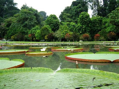 Kebun raya bogor atau krb menjadi salah satu pilihan tempat wisata di bogor yang bisa anda pilih jika berkesempatan melancong ke kota hujan. Sharing informasi Pengetahuan dan Pariwisata: Tempat Wisata di Bogor yang wajib dikunjungi