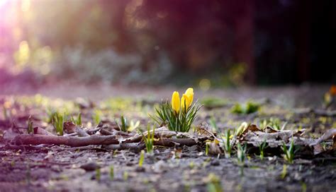 Wallpaper Sunlight Forest Depth Of Field Flowers Nature Grass