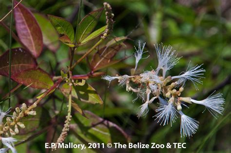 Conchil Plantas Del Bosque Seco Tropical BsT Que Atraen Aves