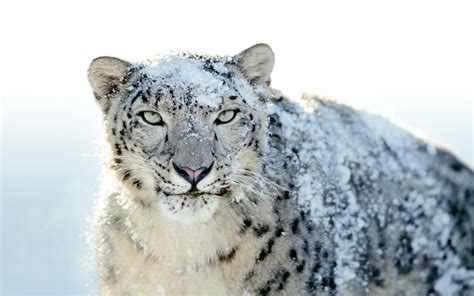 How To Turn A Lion Into A Snow Leopard