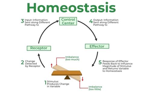 What Is Homeostasis Meaning Definition And Example