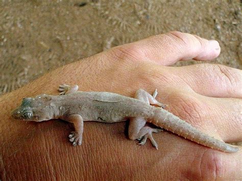 Common House Gecko Facts And Pictures Reptile Fact