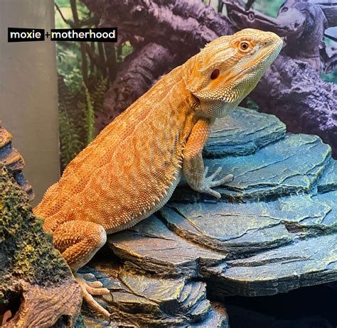 Fun Facts About Bearded Dragons On Moxie And Motherhood