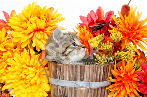 Cute Tabby Kitten Sitting Inside Wooden Barrel With Flowers Stock Photo