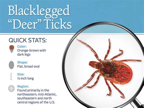 Deer Ticks Ticks Types Of Ticks