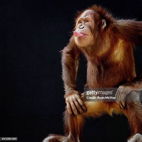 Monkey Sticking Out Tongue Foto E Immagini Stock Getty Images
