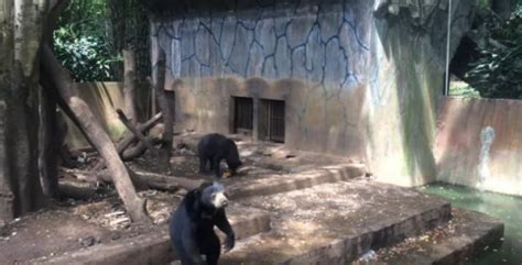 Starving Sun Bears In Indonesia Zoo Beg For Food Eat Their Own Faeces