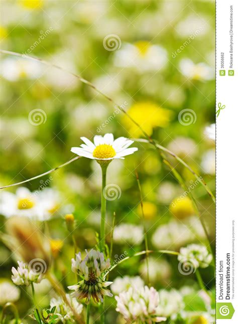 Wild Camomile Flowers Stock Photo Image Of Closeup Group 39356662