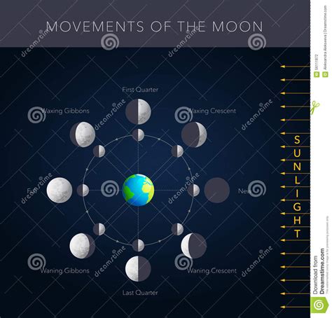 Movements Of The Moon Vector Stock Vector Image 56111872