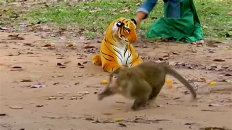 Viral Video Viral Video Youtuber Pranks Animals With Fake Tiger Dgtl