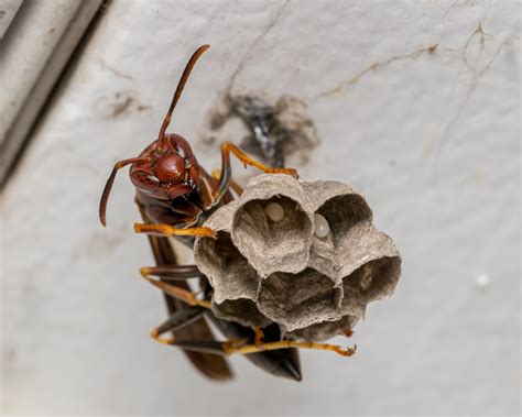 Most Common Wasps In Tennessee Us Pest Protection