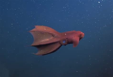16 Surprising Vampire Squid Facts Fact Animal