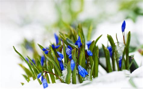 Spring Blue Flowers In Snow Macro Ultra Hd Desktop