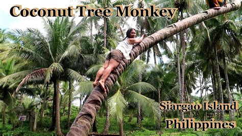 MY FILIPINA WIFE CLIMBS A COCONUT TREE LIKE A MONKEY SIARGAO ISLAND