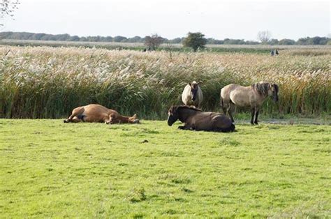 The netherlands (also known as holland) is a small western european country that has played an the lion is widely regarded as a national symbol of the netherlands. Wild horses national Park lelystad Netherlands | Dieren ...