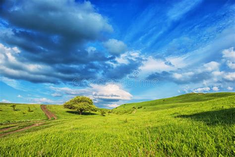 Summer Landscape With Few Trees On The Grassy Hillside Meadow Ne Stock