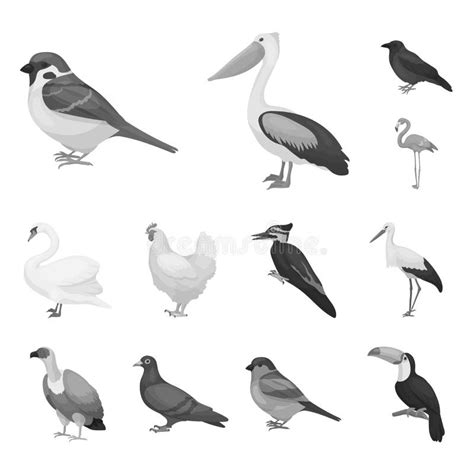 Types Of Birds Monochrome Icons In Set Collection For Design Home And