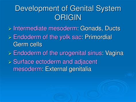 Ppt Development Of Genital System Powerpoint Presentation Free