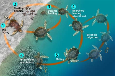 Life Cycle Of A Sea Turtle Download Scientific Diagram