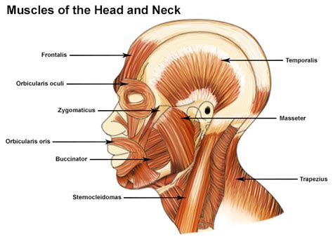 The epimysium surrounds bundles of nerve cells that run in long fibers, called fascicles. Muscles of the Head and Neck | SEER Training