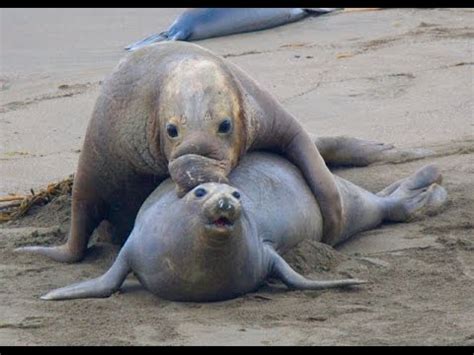 Check spelling or type a new query. Piedras Blancas Elephant Seal Rookery - Big Sur, CA - YouTube