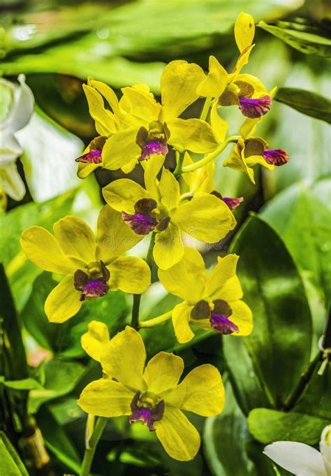 Yellow Purple Orchids Moorea Waikiki Honolulu Hawaii Stock Image