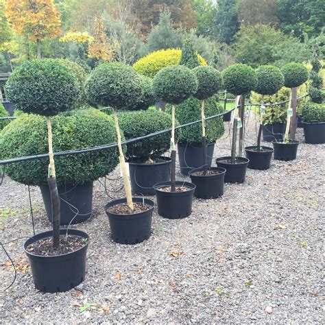 Topiary Standard And Topiary Lollipop — Crown Topiary Topiary Trees Uk