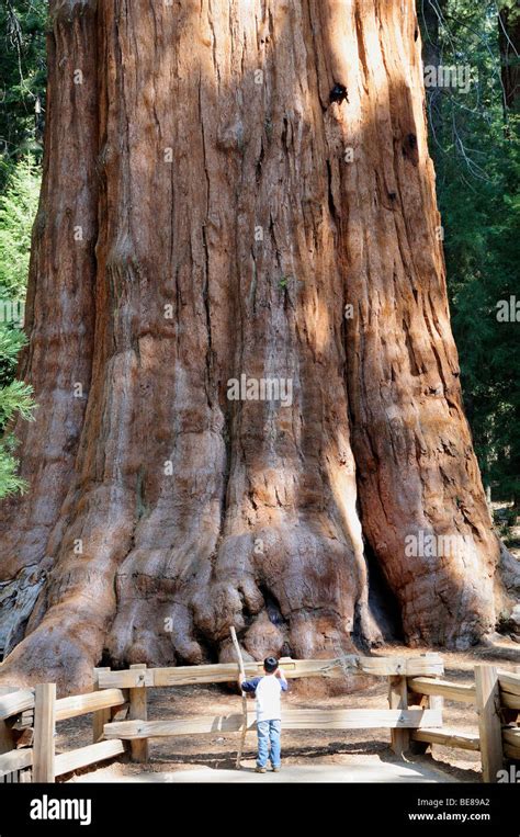 Usa California Sequoia National Park General Sherman Giant Redwood