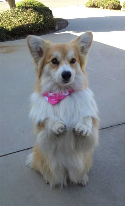 20 Corgi Pictures That Show Corgis Are The Best Dogs Ever