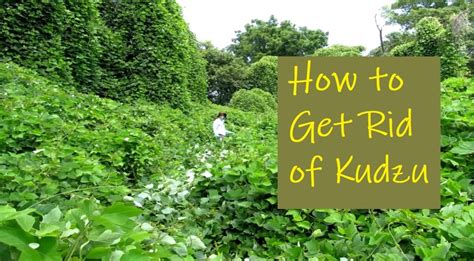 How To Get Rid Of Kudzu In 5 Steps Dengarden