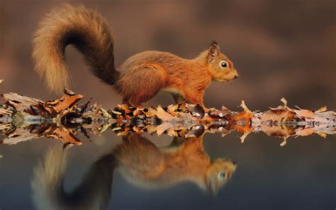 Wallpaper Small Squirrel The Reflection In The Water Leaves In Autumn