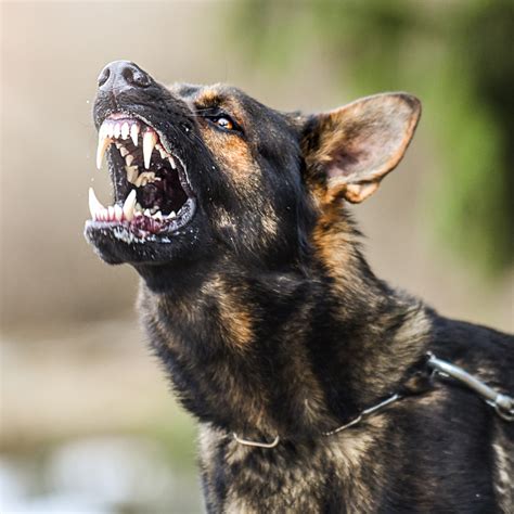 Desensitization And Counter Conditioning For Aggressive Dogs