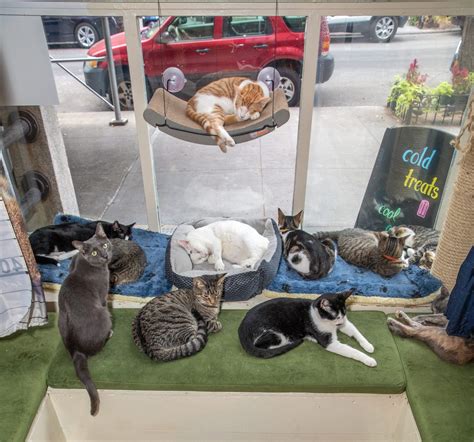 Cat Cafe Brooklyn Foster Cat Meme Stock Pictures And Photos