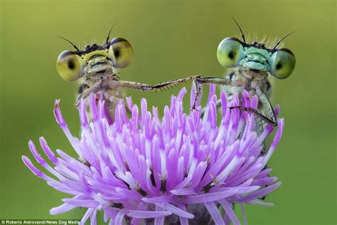 Incredible Photographs Capture Groups Of Bug Eyed Dragonflies Daily