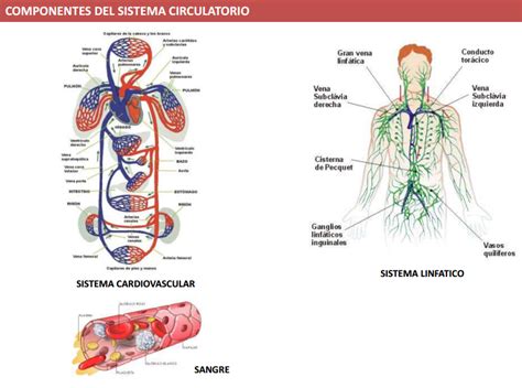 Sistema Circulatorio Y Sus Partes