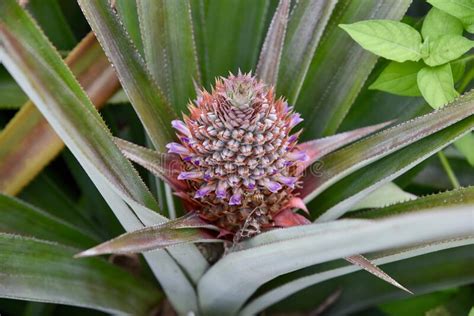 Flowering Pineapple Plant Stock Image Image Of Plant 172973099