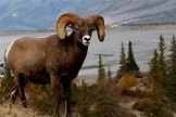 - Kamchatka snow sheep hunt - Hunter meets Hunter