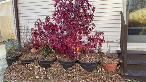 Overwintering Potted Trees Youtube