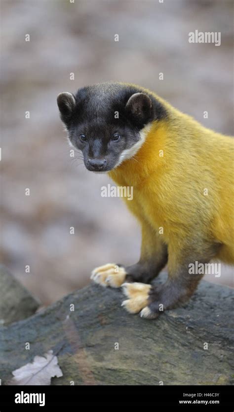 Yellow Throated Martens Martes Flavigula Standing Trunk Stock Photo