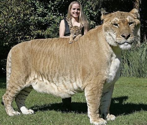 The Largest Big Cat In The World Liger It Is A Hybrid A Descendant