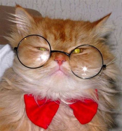 Cats Wearing Glasses Cutefunnycatswearingglasses2 Cats