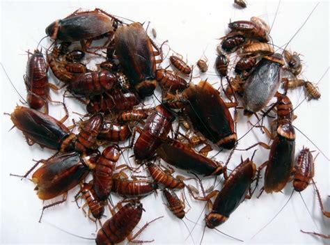 How Often Do Cock Roaches Multiply Telegraph